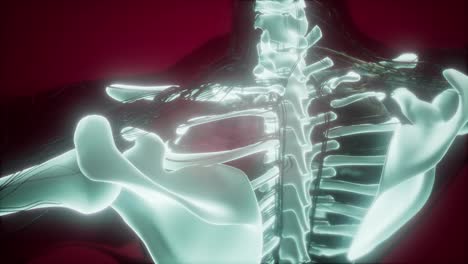 Cuerpo-Humano-Con-Huesos-Esqueléticos-Visibles